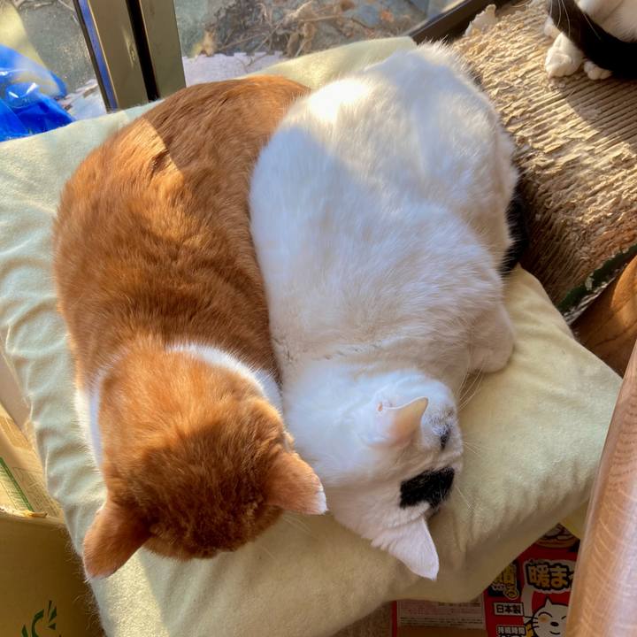 31026e30 3c30 4d19 9256 6684d044e800 1735805067276