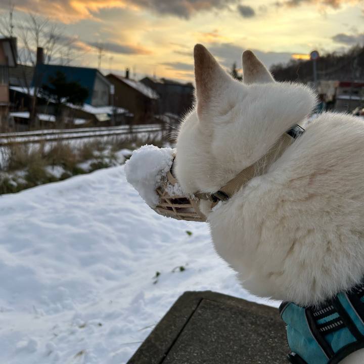 310464f4 8655 42f1 a92b 6cc280ee312f 1732055397173