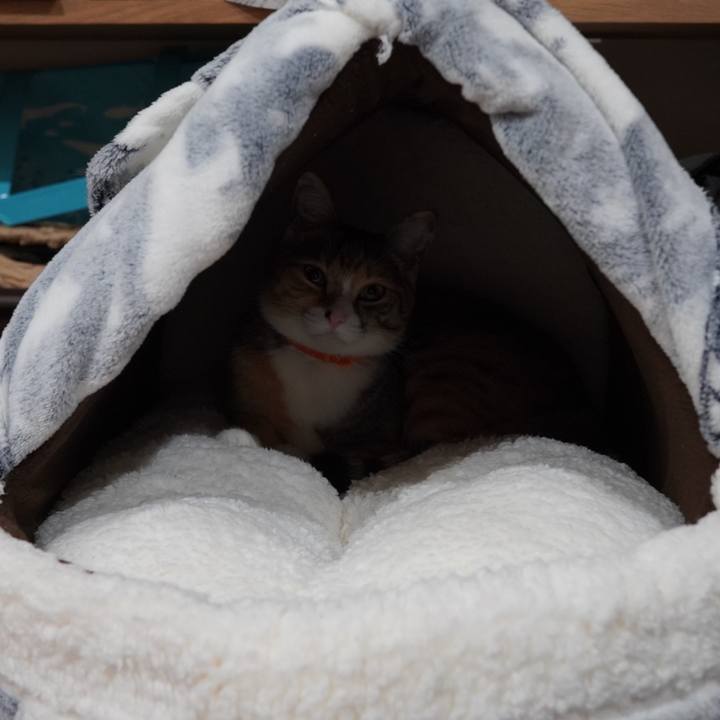 31082455 e46b 41a5 af52 1f31e9d0d173 1606694342171