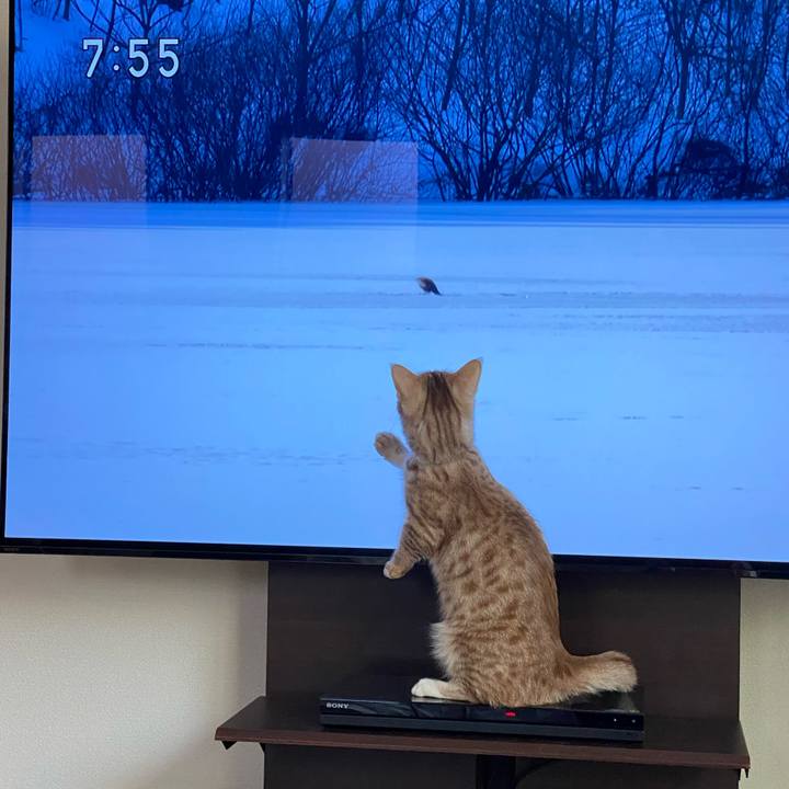 31083311 85a3 4324 874c 18506aeeb7b8 1647126058651