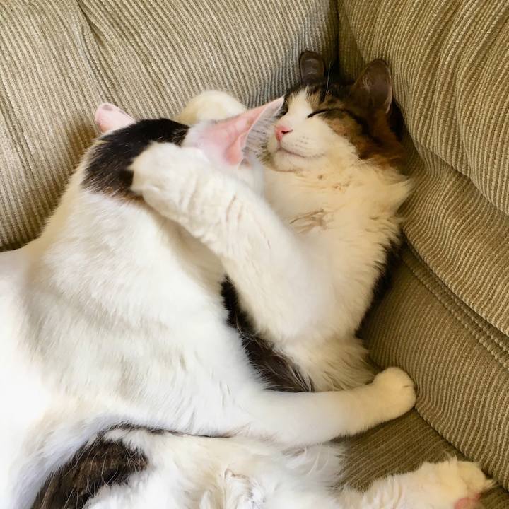 310b45aa e1de 4a0d ad79 d63a1c373f70 1528337350535