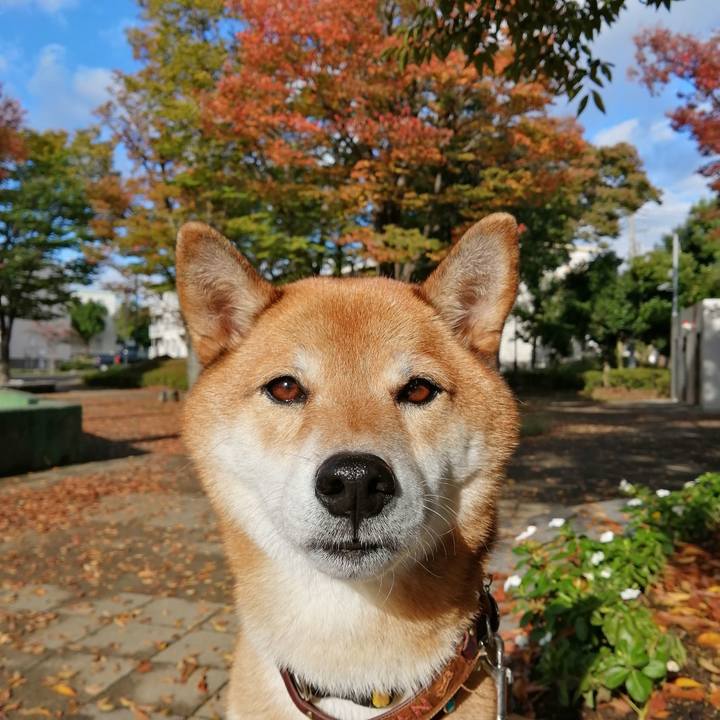 310c7476 1081 46d9 b50f f487f60948d6 1603499272397