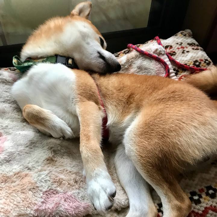 31103f42 1c39 43e5 ba79 4ef296997f2c 1508469532915