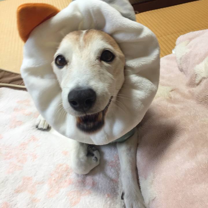 31111115 d315 43d2 b6bc 0a1ace6e3b00 1524784764867