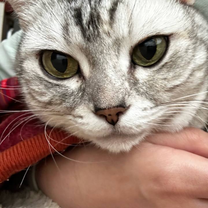 31126162 9122 4dca 9e4e afc37e9c579b 1762727514716