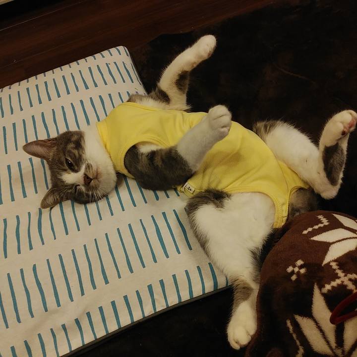 3118f7d7 99f7 4652 bdb0 db267f3b7492 1584191599110