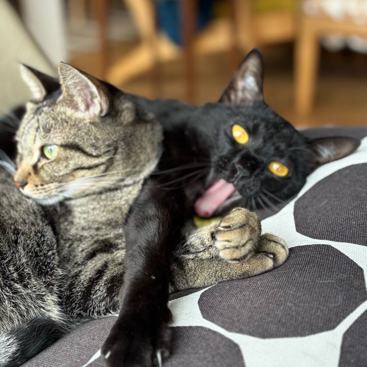 311ca0f8 d093 45b7 9538 e6aac3c7ae87 1765087934623