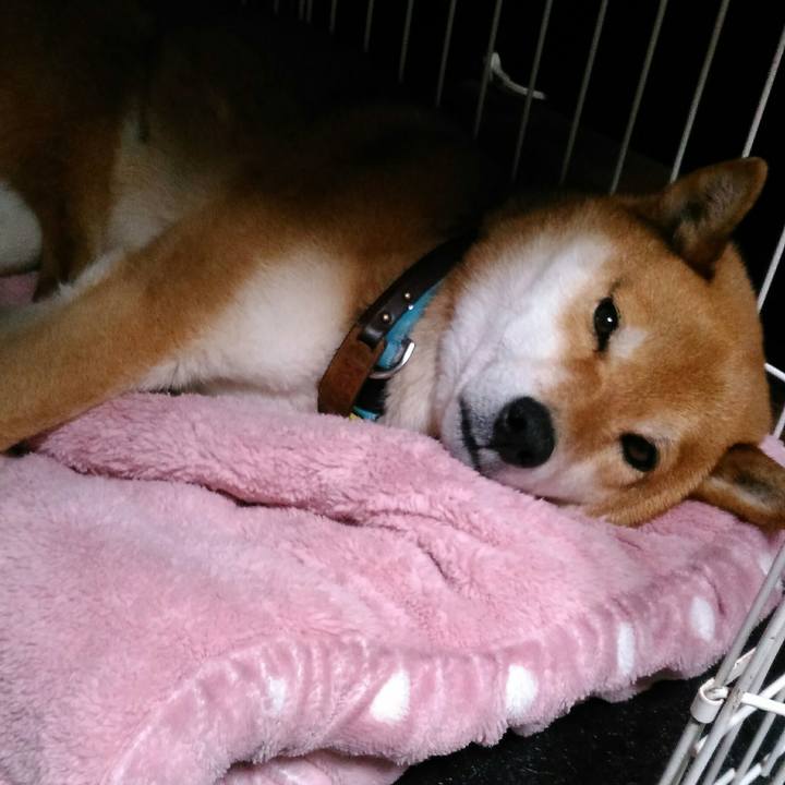 311f00c0 49a8 4cf7 b03e efca60bb1b2d 1553309100597