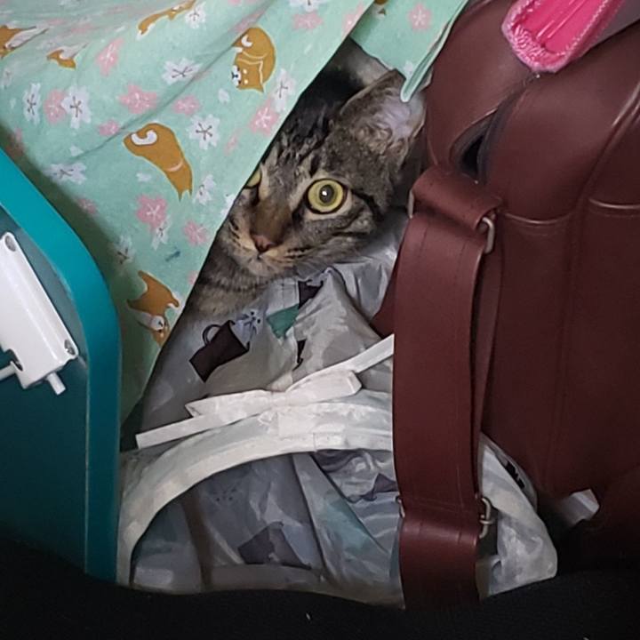 3126d536 5413 4e97 bb8d 97c56c91f96e 1558591919012