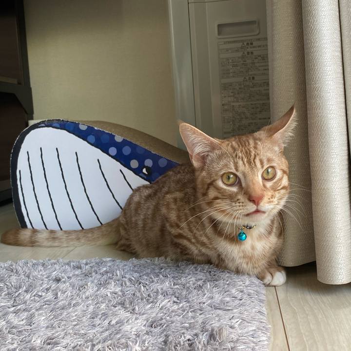 31272199 64b6 4b85 b3cc 506542f0aaf8 1598568679807