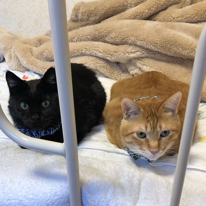 31274347 29d2 4113 b382 0ec0e4236fa6 1576277551239