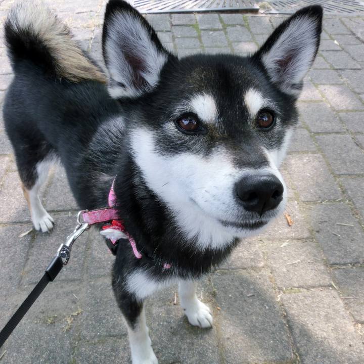 3129293b c931 4b75 af5a ab201735d249 1529964861340