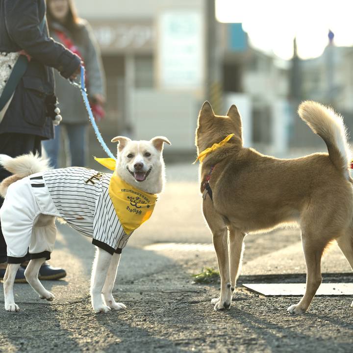 31298960 3757 4d29 84d1 2086742bbedc 1551526693988