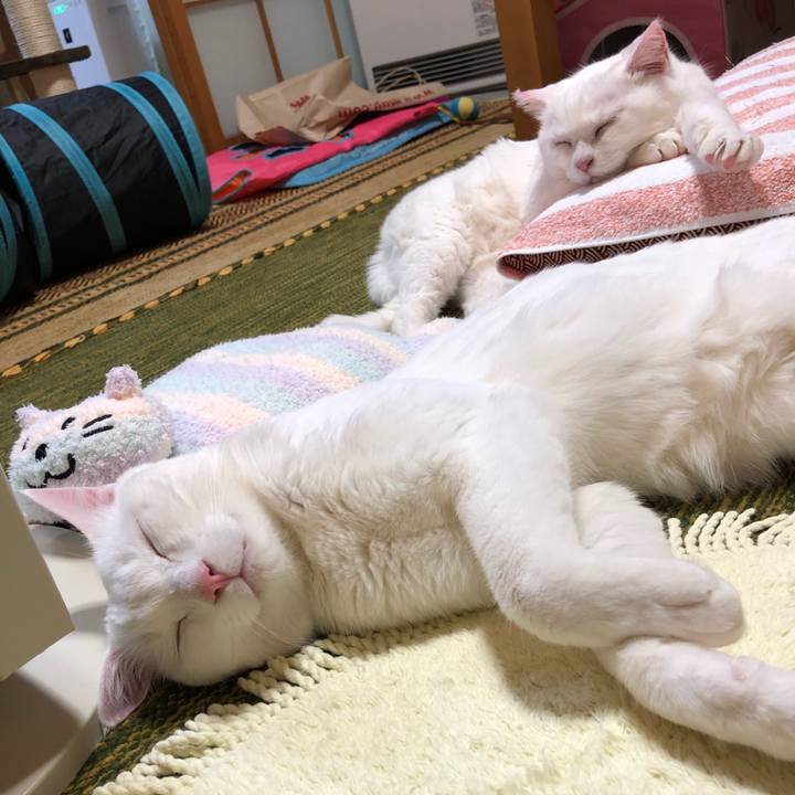 312a432b a5e8 4096 883b 2d58ca6d35cf 1526813188740