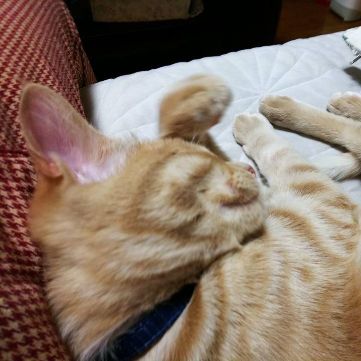 312a7cb4 9c86 4a4c a563 407939e1423d 1546773609091