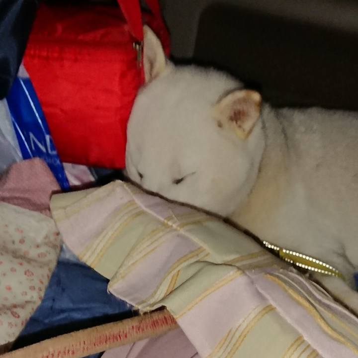 312fbc32 8897 4661 bf9a bc50cc664bc5 1522234452177