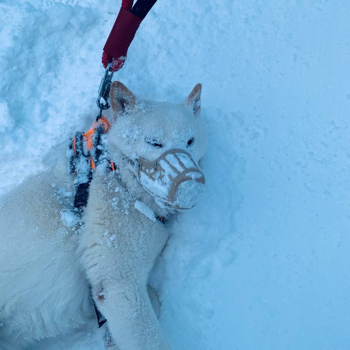 3130c8c1 a44f 4243 9eae 9b8ea6fa802c 1675896776136