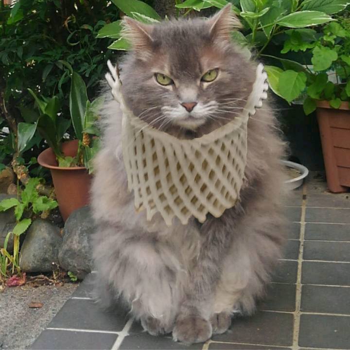 31322100 cfa4 4fa7 8fea e41d34f12666 1532560079484