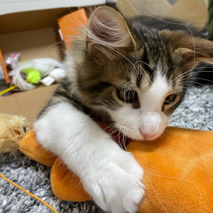 31333014 f17e 4fdd 8908 de410f39fbee 1634595853432