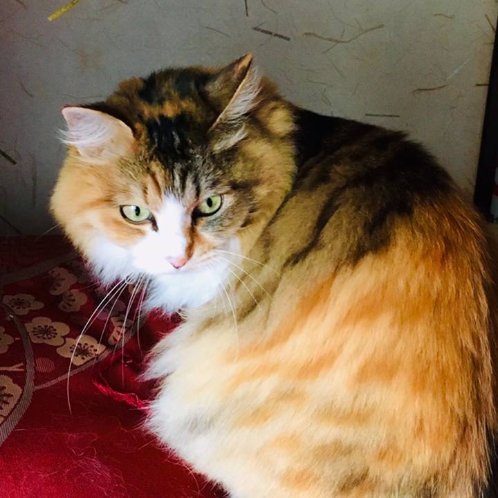 313436b1 380a 4e4a bd90 7c617752396b 1560308105477