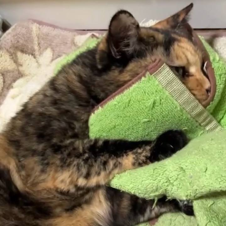 313d447f 78c7 438b bd84 c2a7cab6a9b6 1729884078326