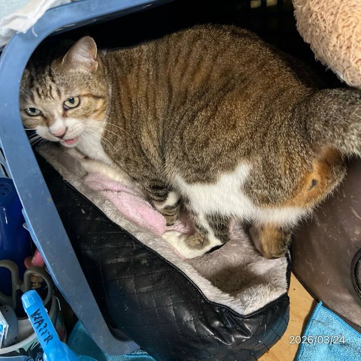 313ef907 1f2b 47ac 8c27 d49441734232 1774303287911