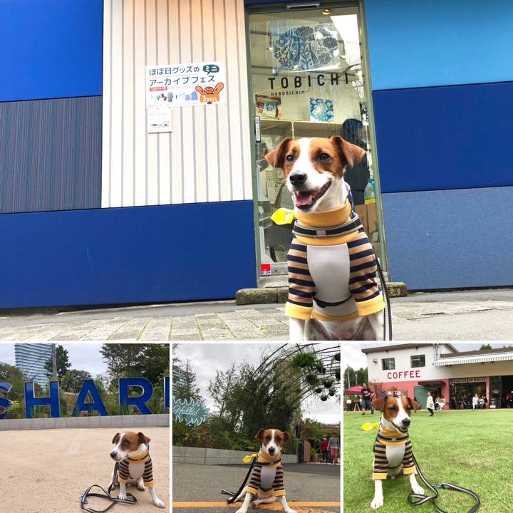 3144352c 93fa 4338 89ea 229e02b98db2 1538993851291