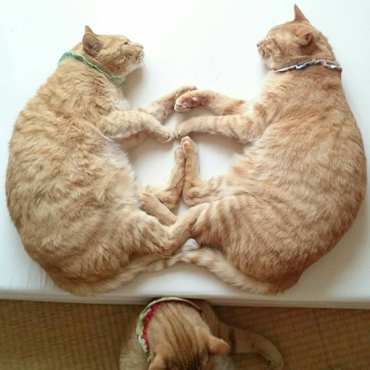 3145397b f543 47e6 ba09 98731d480fd9 1564574165998