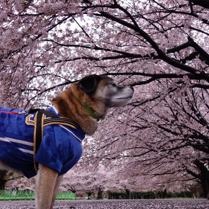 31492f0c 711b 4ead 822b ed50bccc6827 1616727502582