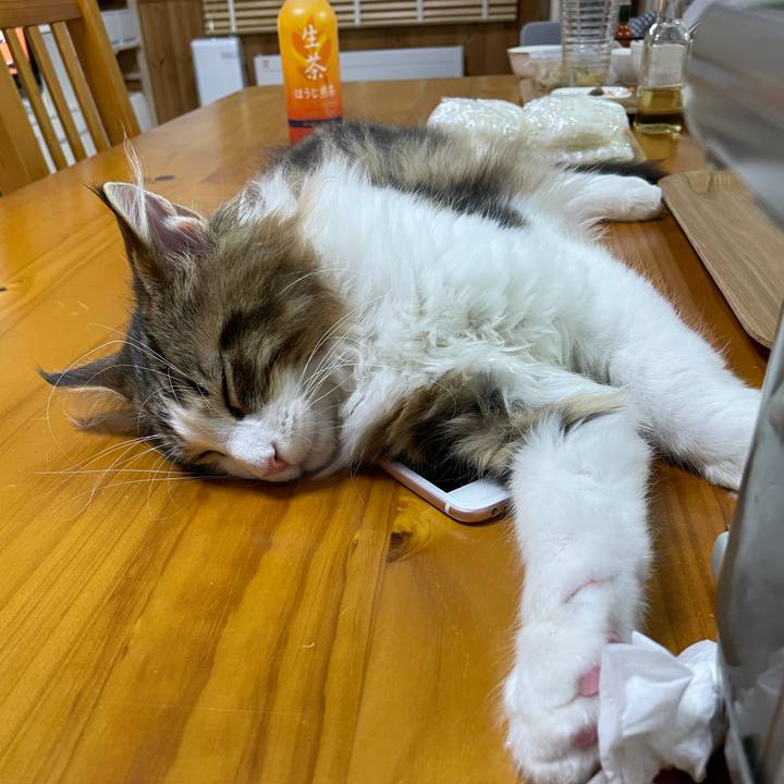 314a85ac 5294 42cd bcbf fcb35b74f154 1636452426670