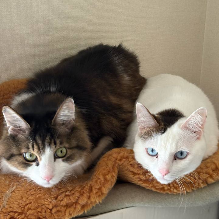 314c3c7d 56f7 4d38 8f74 4d31c1b0ea11 1740267562225