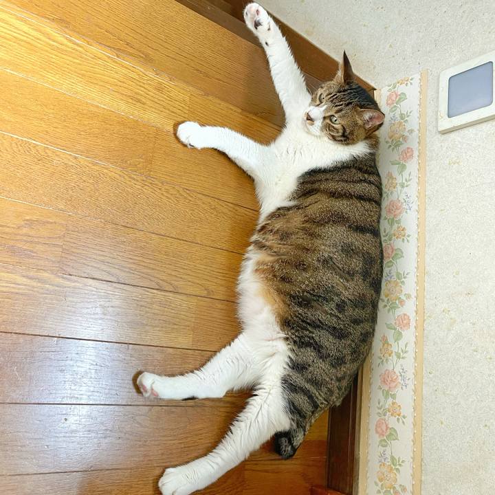 31504af4 d58e 4a49 8930 f039a98a8f26 1754107302303