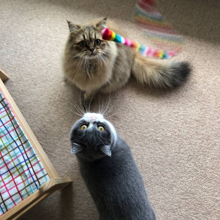 31509ed3 74ee 421e 94ea c2eb0725fb57 1540601006811