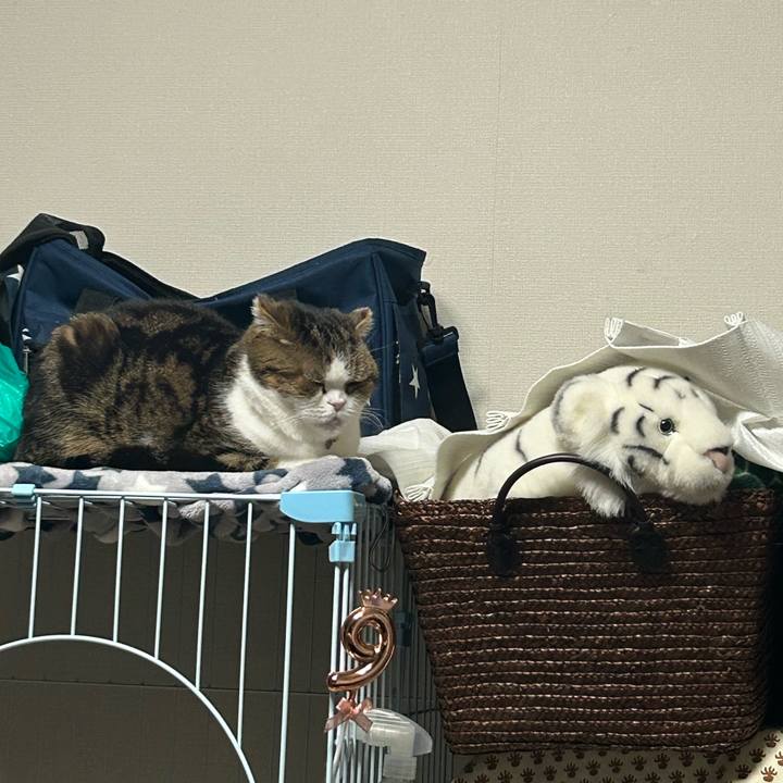 3152a5ad ee99 4a69 bc5d 555e860eed3e 1769637103694