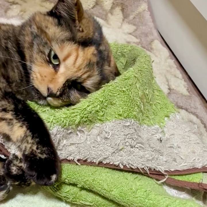 3154eb6f ee0d 40ed 9fa1 7f427d08b465 1764449187906