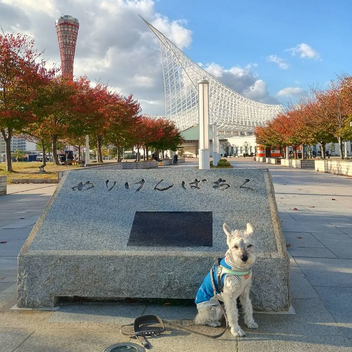 31566dbb d3de 44f4 955e 95aa4c6cf4c2 1762778013589