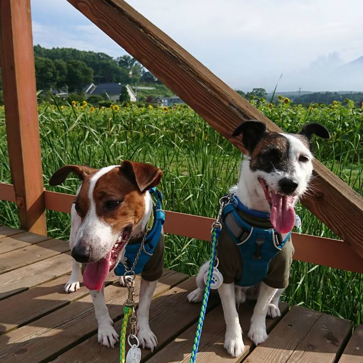 3156e135 b481 4858 a9fe 2136e7591037 1564302247443