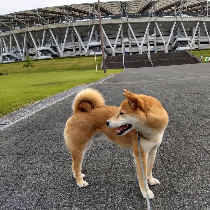 3158342f 9010 4d69 a6db d5817856061b 1559681144874