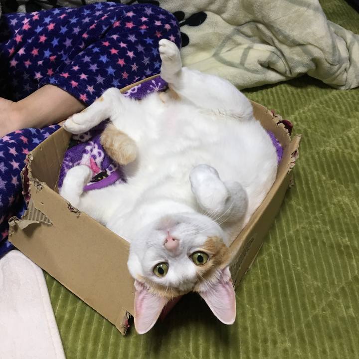 3158d9ac 28da 48cb b405 a253e1fdd219 1545071206170