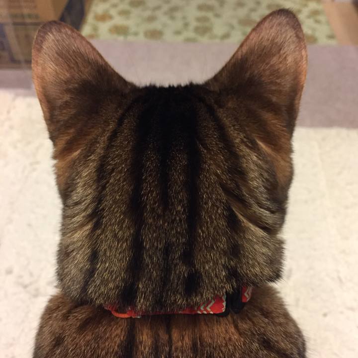 315e7848 09c6 464b a33d b0aa7a4df883 1509234731856