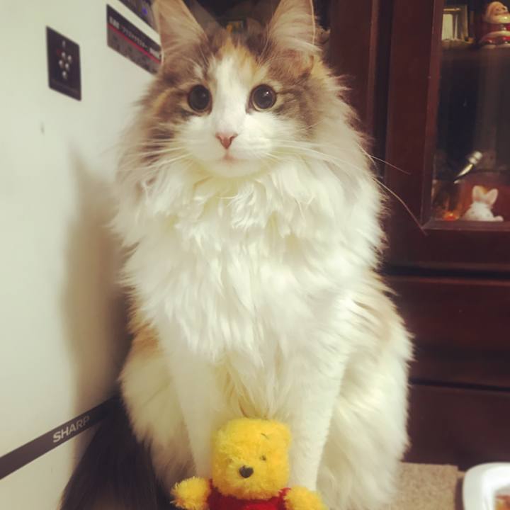 3162c17f 3b18 4a22 b550 4d77ae4352df 1518885991244