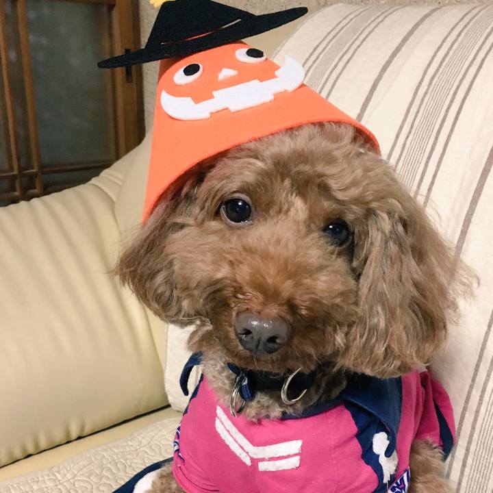 31634d0b 934a 47cc b375 631349ad4d7f 1540725978537