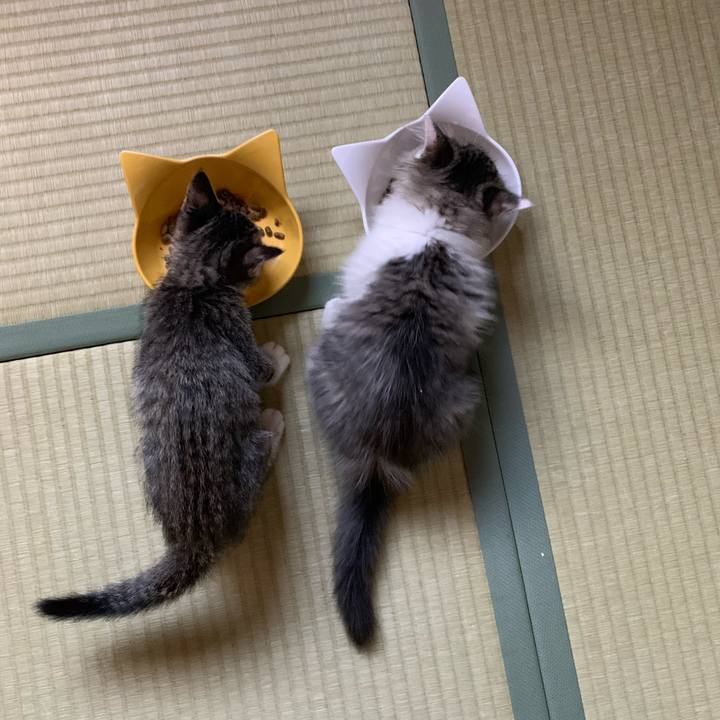 31688e49 788b 42d6 8520 f4abc0491300 1687215304439