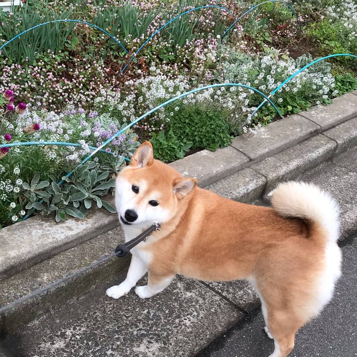 3170ac67 e753 4b1f a8da ef42a89362ff 1544186184966