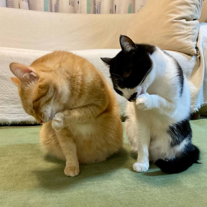 31715fa5 938c 4fb0 aab2 13f52ac1c97c 1769515532124