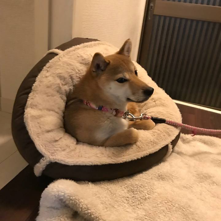 3171e39e 2282 4b2a 91b9 8b7960bdc49d 1516675872906