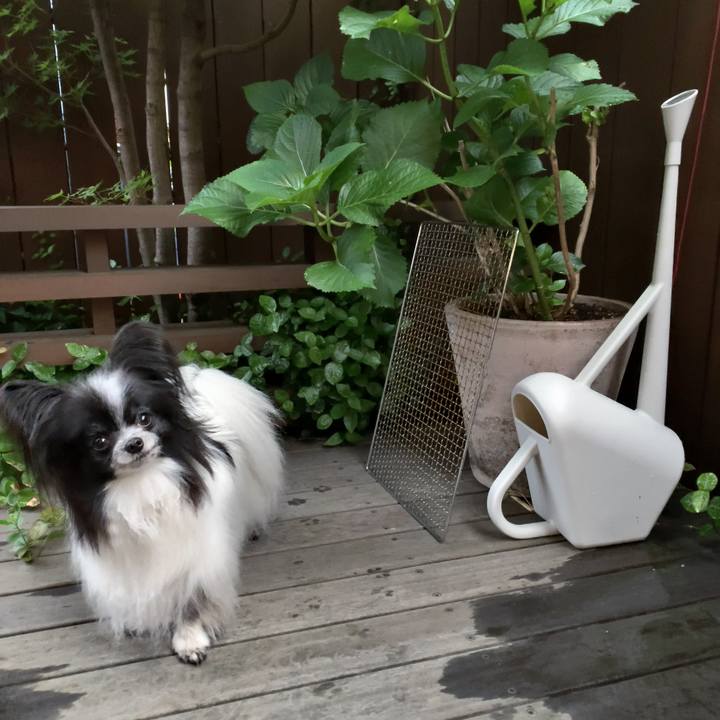 317238c8 e12a 4a86 b5f5 e05dbcca613b 1590494529250