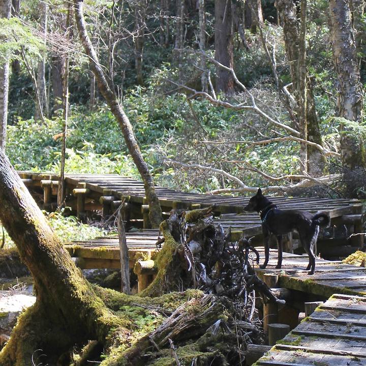 3173af56 2003 495a 8596 7939e91fc461 1526256301699