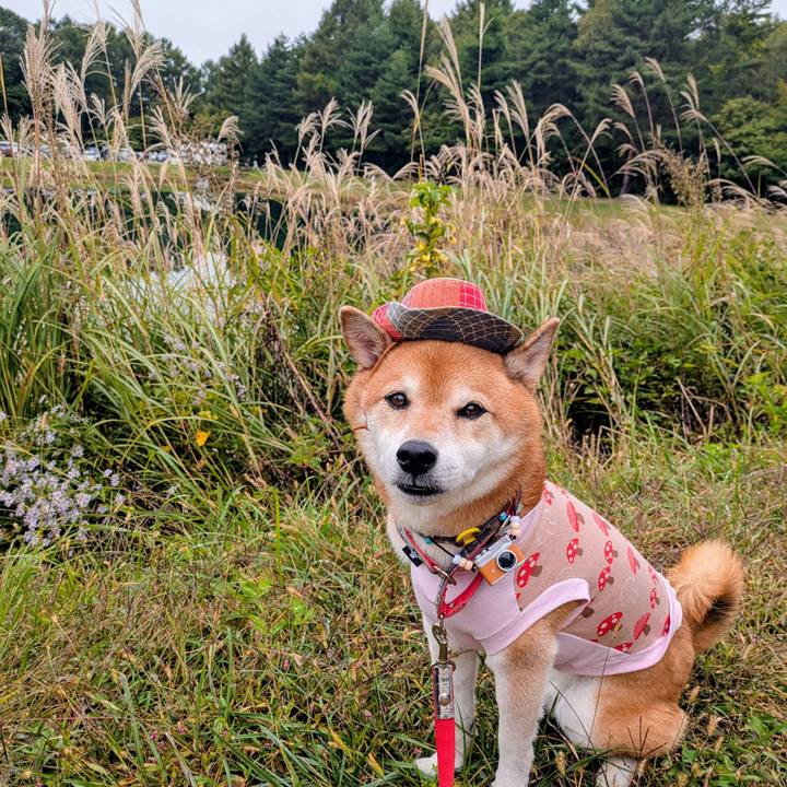 3174d580 99a3 4481 8e6d 9229c68efd59 1759721299051