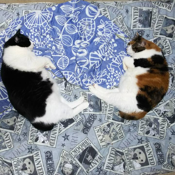 3176e455 a77d 46ac 8b8e 2db6f47bb18c 1528724072479